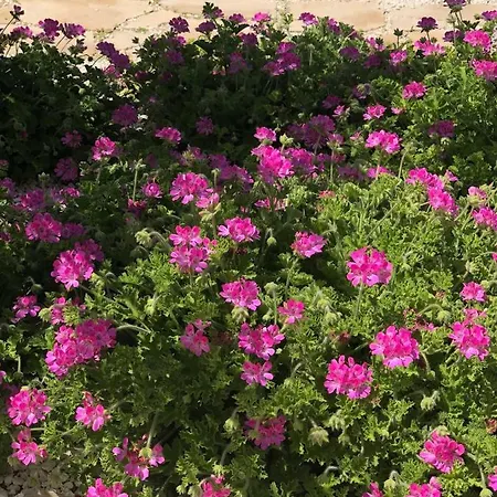 San Lorenzo Marzamemi Cecilia アパート *